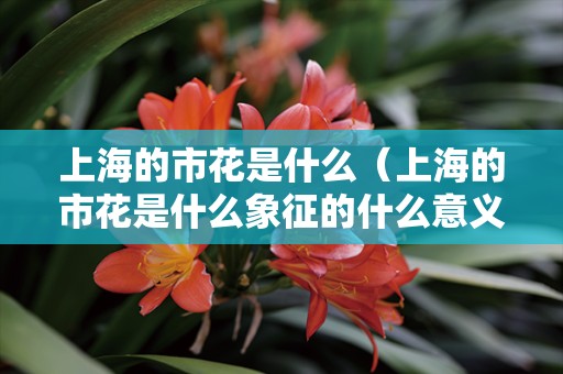 上海的市花是什么（上海的市花是什么象征的什么意义）