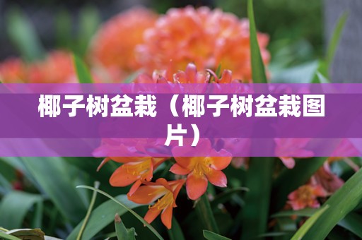 椰子树盆栽（椰子树盆栽图片）