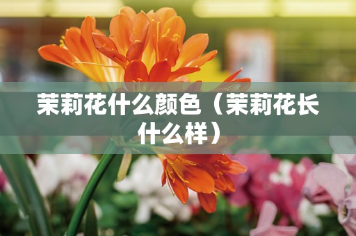 茉莉花什么颜色（茉莉花长什么样）