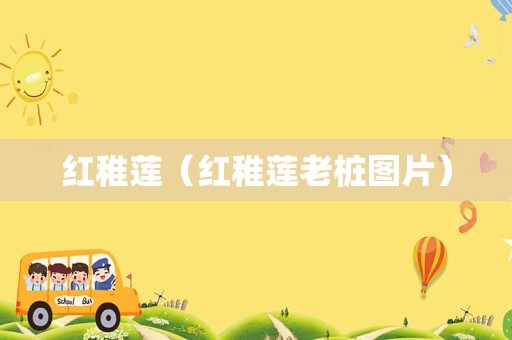 红稚莲（红稚莲老桩图片）