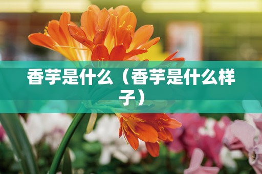 香芋是什么（香芋是什么样子）