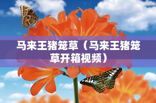 马来王猪笼草（马来王猪笼草开箱视频）