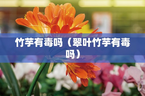 竹芋有毒吗（翠叶竹芋有毒吗）