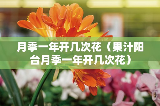 月季一年开几次花（果汁阳台月季一年开几次花）