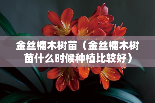 金丝楠木树苗（金丝楠木树苗什么时候种植比较好）