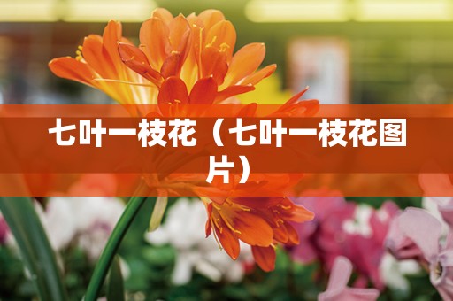 七叶一枝花（七叶一枝花图片）