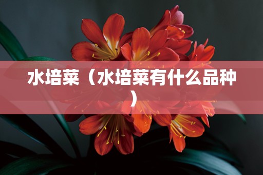 水培菜（水培菜有什么品种）