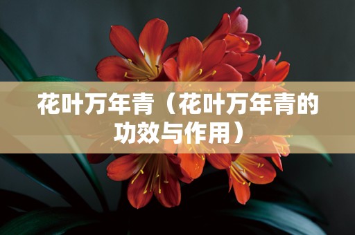 花叶万年青（花叶万年青的功效与作用）