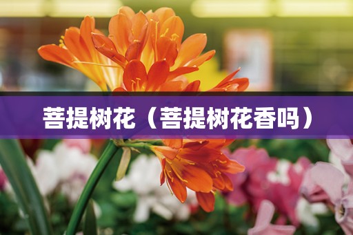 菩提树花（菩提树花香吗）