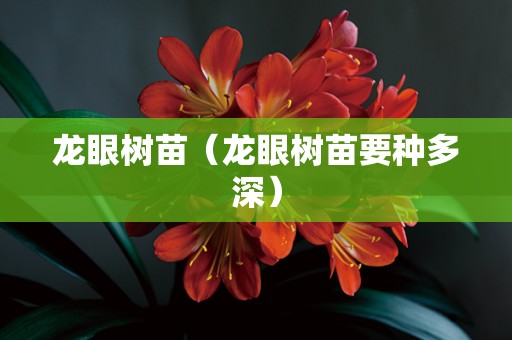 龙眼树苗（龙眼树苗要种多深）