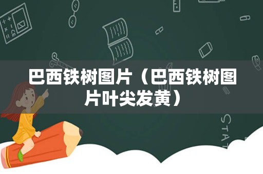 巴西铁树图片（巴西铁树图片叶尖发黄）
