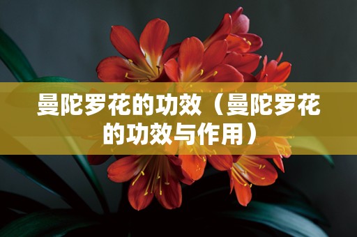 曼陀罗花的功效（曼陀罗花的功效与作用）