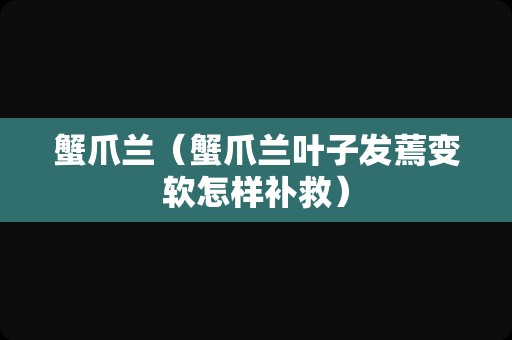 蟹爪兰（蟹爪兰叶子发蔫变软怎样补救）