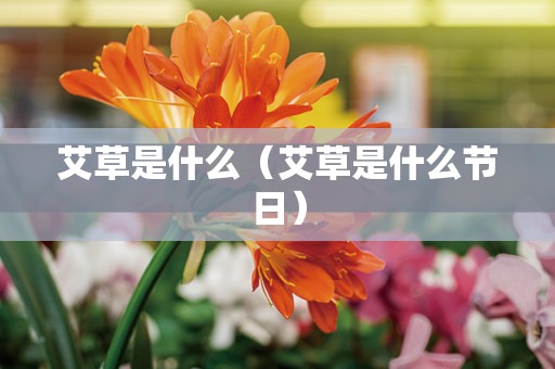 艾草是什么（艾草是什么节日）