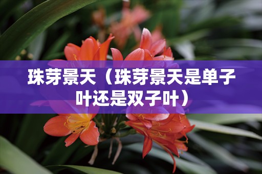 珠芽景天（珠芽景天是单子叶还是双子叶）