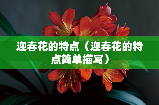 迎春花的特点（迎春花的特点简单描写）