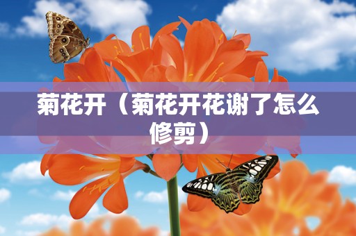 菊花开（菊花开花谢了怎么修剪）