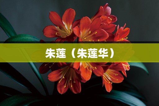 朱莲（朱莲华）