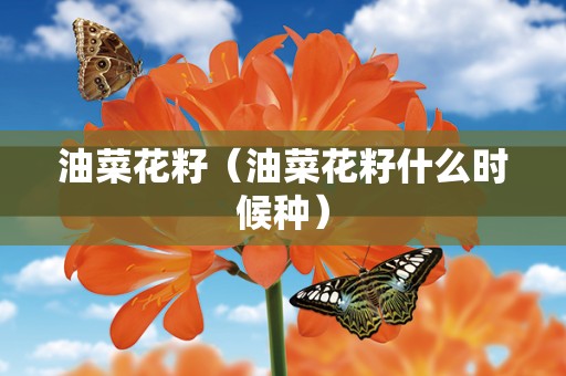 油菜花籽（油菜花籽什么时候种）