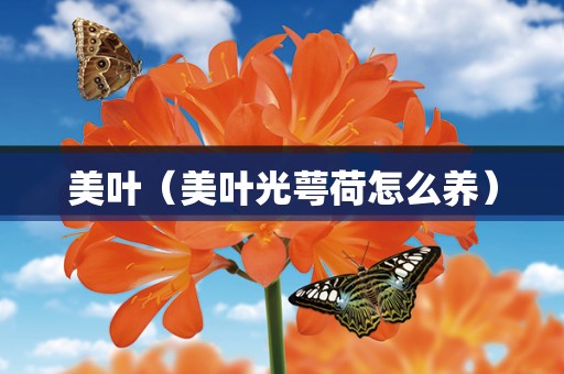 美叶（美叶光萼荷怎么养）