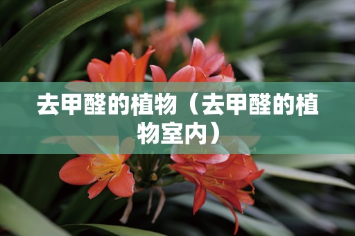 去甲醛的植物（去甲醛的植物室内）