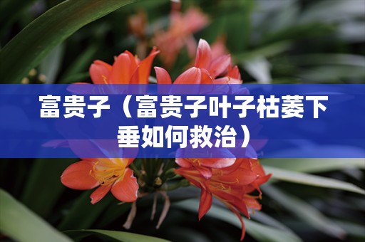 富贵子（富贵子叶子枯萎下垂如何救治）