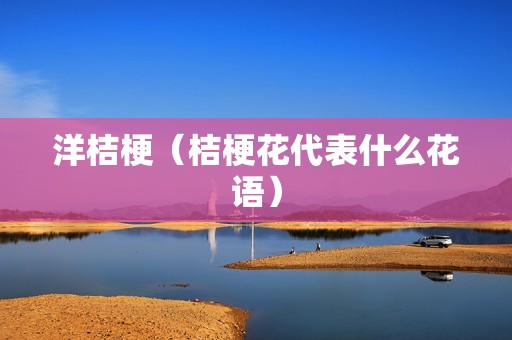 洋桔梗（桔梗花代表什么花语）