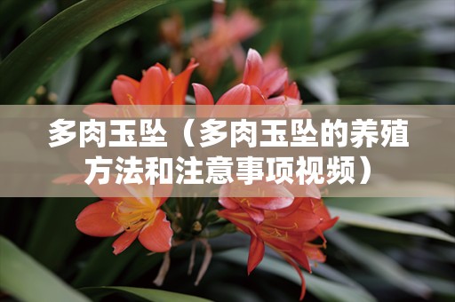 多肉玉坠（多肉玉坠的养殖方法和注意事项视频）
