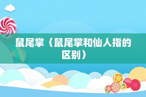 鼠尾掌（鼠尾掌和仙人指的区别）