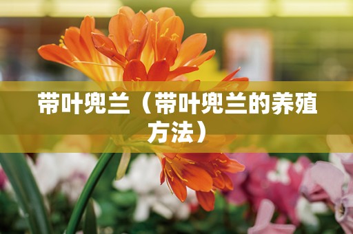 带叶兜兰（带叶兜兰的养殖方法）