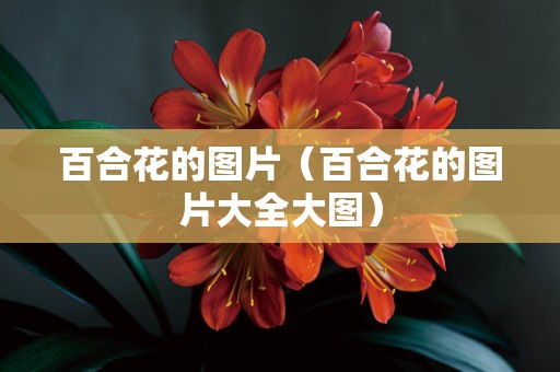 百合花的图片（百合花的图片大全大图）