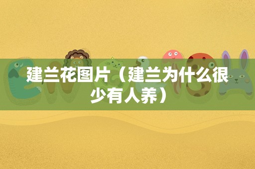 建兰花图片（建兰为什么很少有人养）