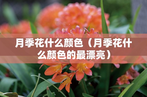月季花什么颜色（月季花什么颜色的最漂亮）