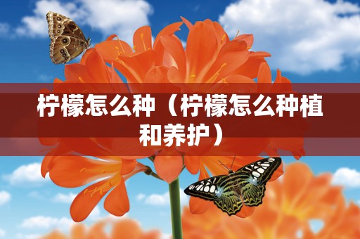柠檬怎么种（柠檬怎么种植和养护）