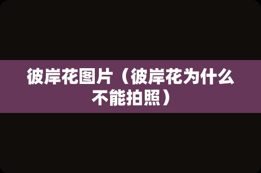 彼岸花图片（彼岸花为什么不能拍照）