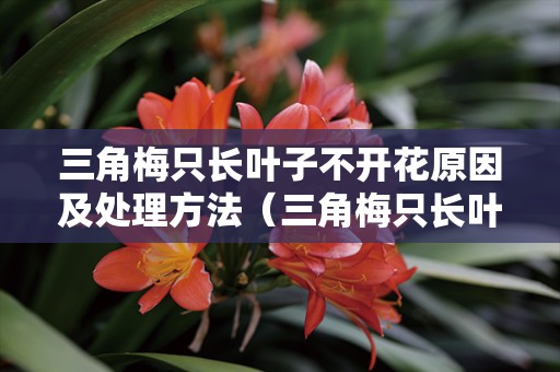 三角梅只长叶子不开花原因及处理方法（三角梅只长叶子不开花原因及处理方法图片）