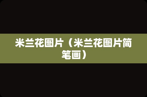米兰花图片（米兰花图片简笔画）