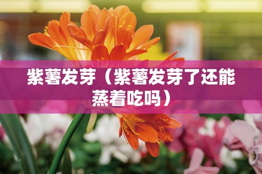 紫薯发芽（紫薯发芽了还能蒸着吃吗）