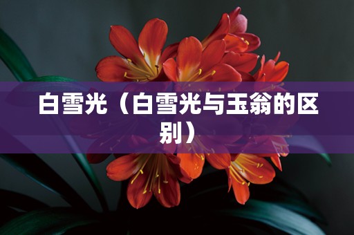 白雪光（白雪光与玉翁的区别）