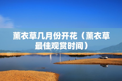 薰衣草几月份开花（薰衣草最佳观赏时间）