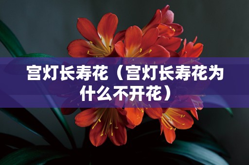 宫灯长寿花（宫灯长寿花为什么不开花）