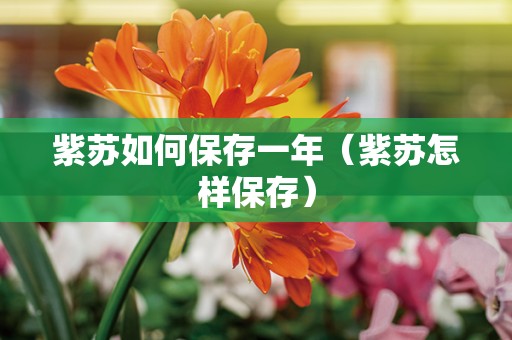 紫苏如何保存一年（紫苏怎样保存）
