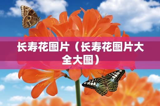 长寿花图片（长寿花图片大全大图）