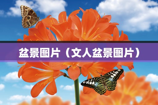 盆景图片（文人盆景图片）