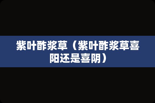 紫叶酢浆草（紫叶酢浆草喜阳还是喜阴）