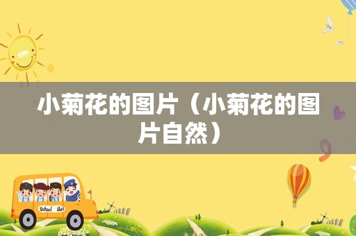 小菊花的图片（小菊花的图片自然）