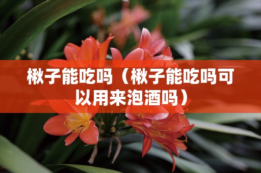 楸子能吃吗（楸子能吃吗可以用来泡酒吗）