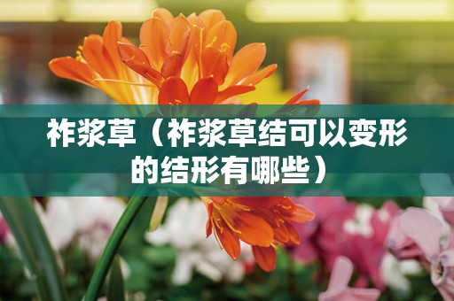 祚浆草（祚浆草结可以变形的结形有哪些）