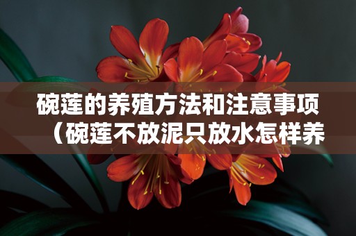 碗莲的养殖方法和注意事项（碗莲不放泥只放水怎样养）