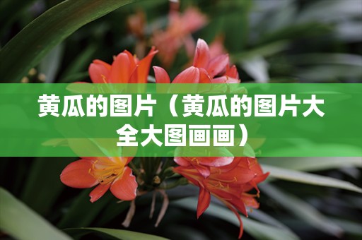 黄瓜的图片（黄瓜的图片大全大图画画）